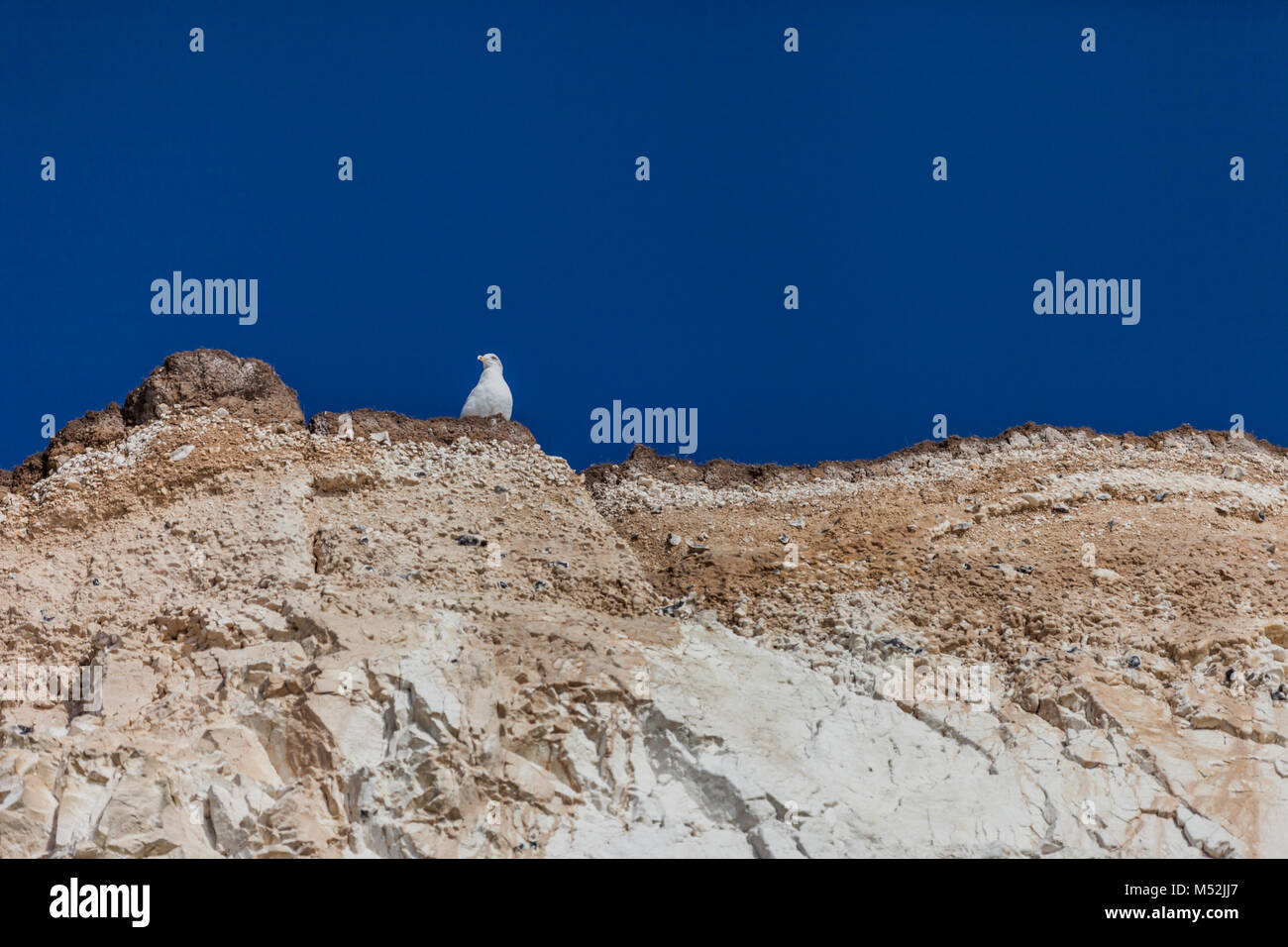 Weiße Möwen auf den Rand der Weißen Klippen mit blauem Himmel an einem sonnigen Tag, sieben Schwestern, East Sussex, England Stockfoto