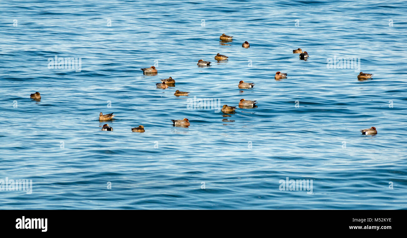 Herde schlafender Kerkelenten, Anas penelope, in ruhig schimmerndem Meerwasser, Spey Bay, Schottland, Großbritannien Stockfoto