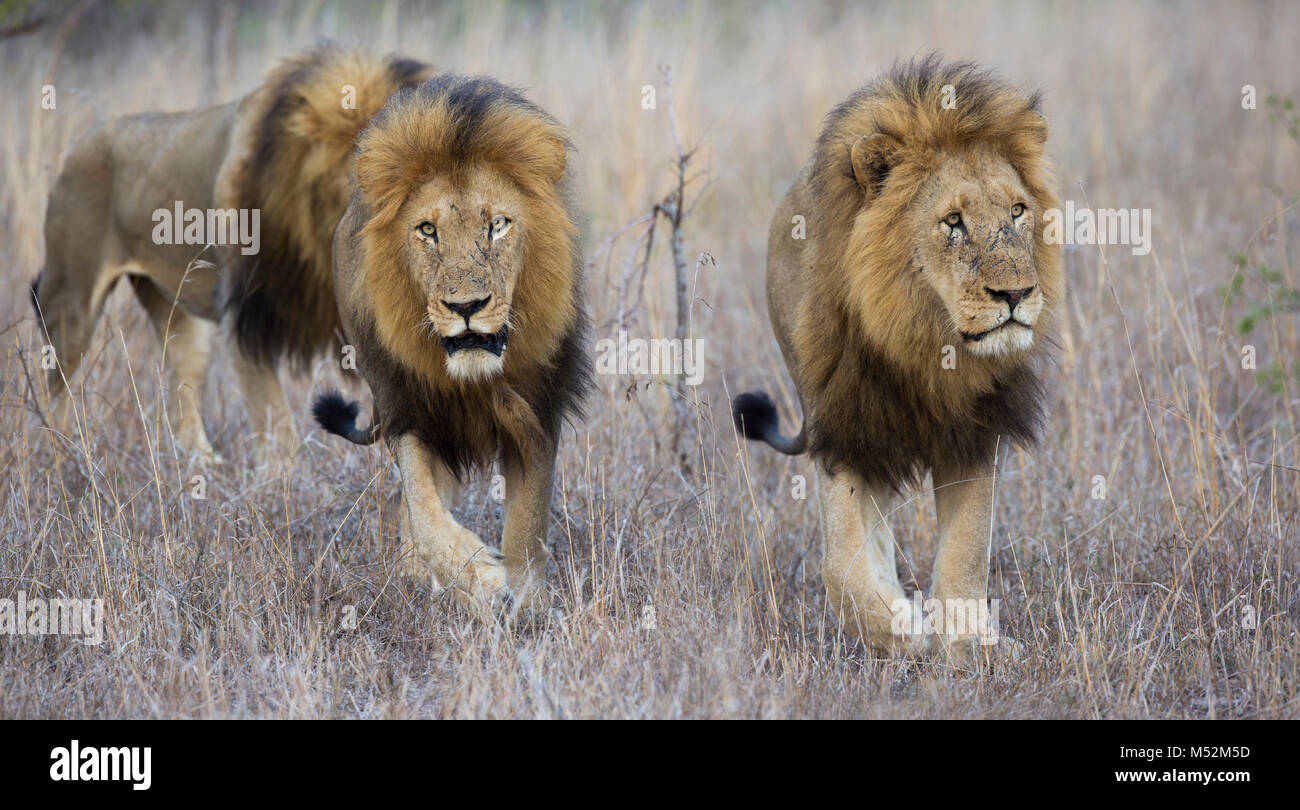 Drei männliche Löwen (Panthera leo) unterwegs Stockfoto