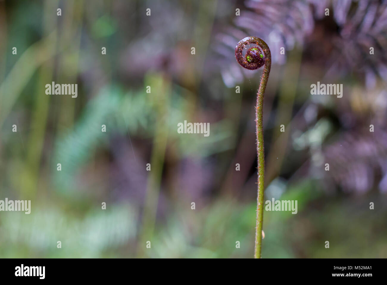 Entfaltung Silver fern Wedel. Iconic Neuseeland Koru Stockfoto