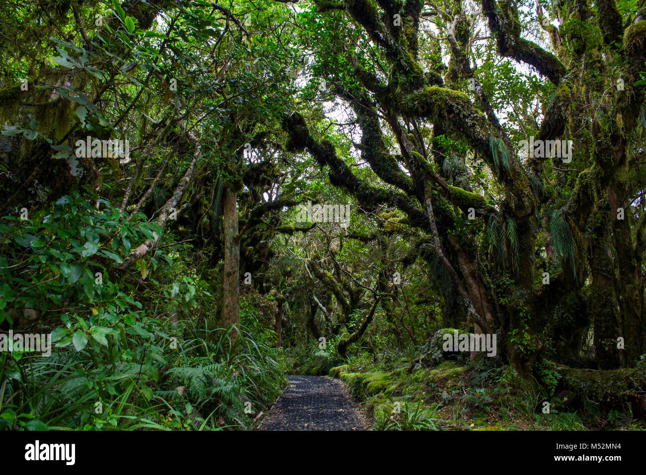 Der Kobold Wald in Neuseeland Stockfoto