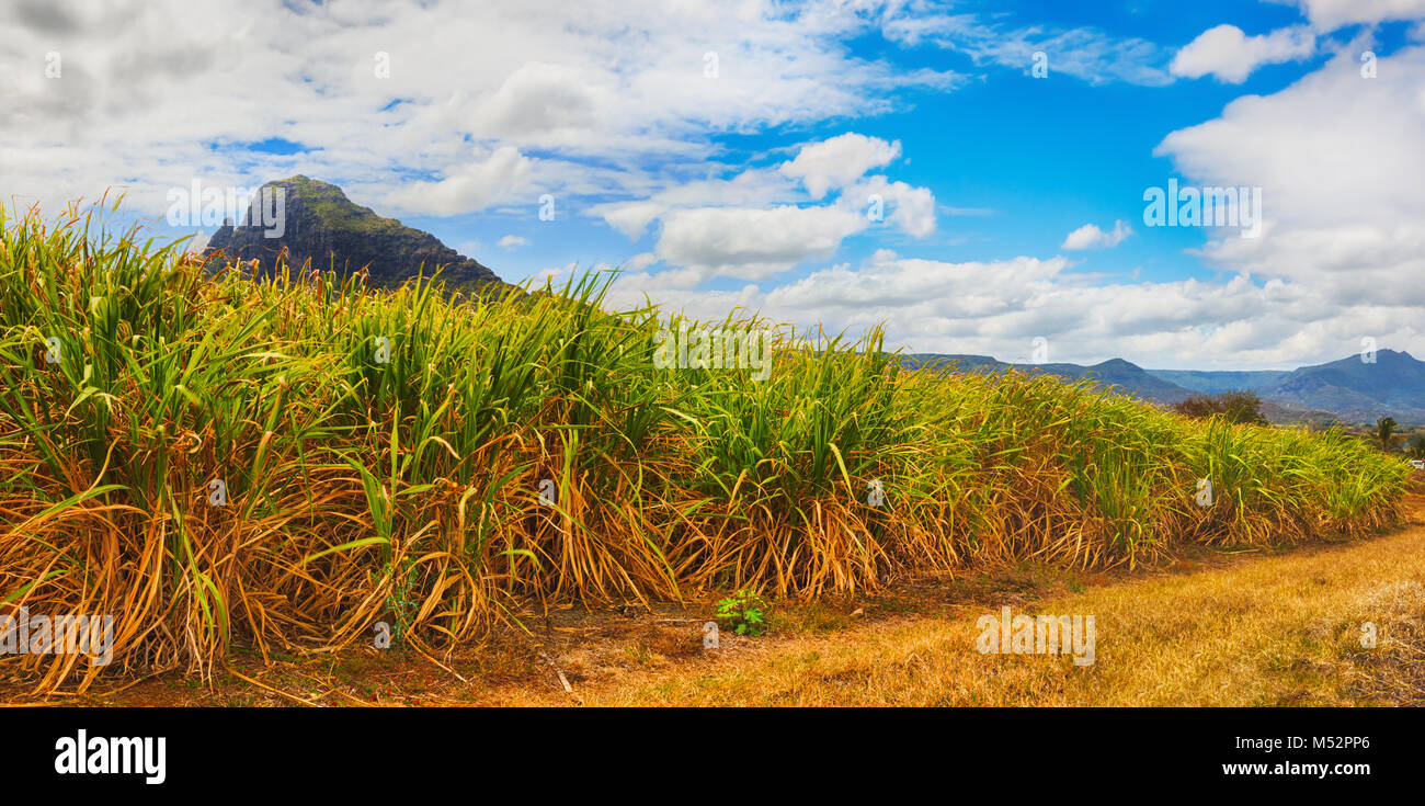 Ansicht einer Zuckerrohr und die Berge. Mauritius. Panorama Stockfoto