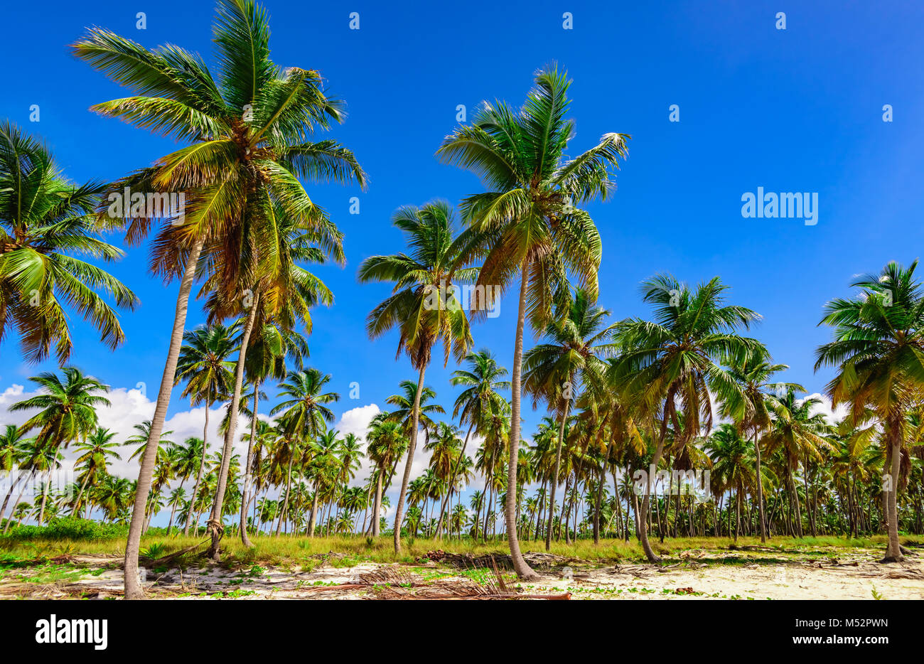 Palm Ocean Sky karibischen Küste Stockfoto