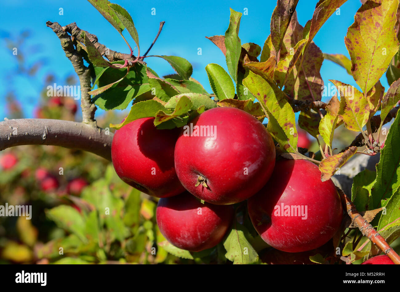 Red Delicious äpfel auf die Zweigniederlassung in Goolds Obstgarten, holen Ihre eigenen Apple picking Bauernhof in Castleton, New York, USA. Stockfoto
