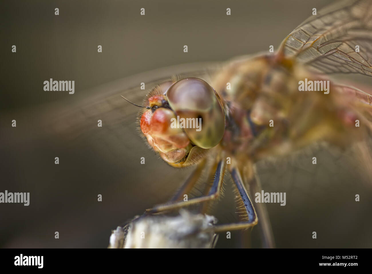 Extreme Makro Stockfoto