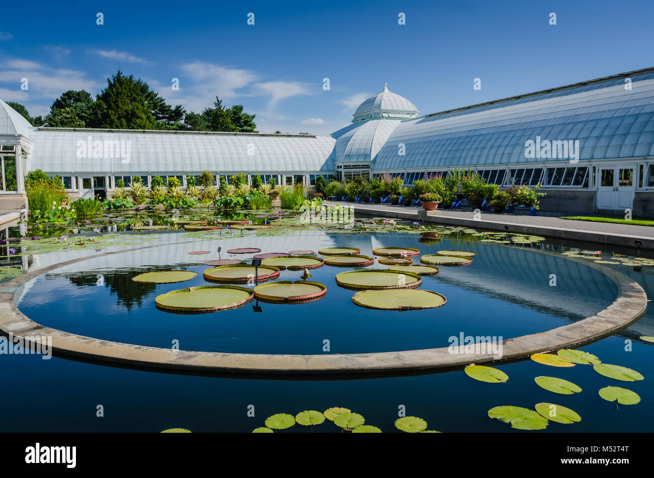 Einen reflektierenden Pool bestreut mit Lotus Blätter an die Enid A. Haupt Wintergarten, ein Gewächshaus in der New York Botanical Garden in Bronx, New York, die Liv Stockfoto