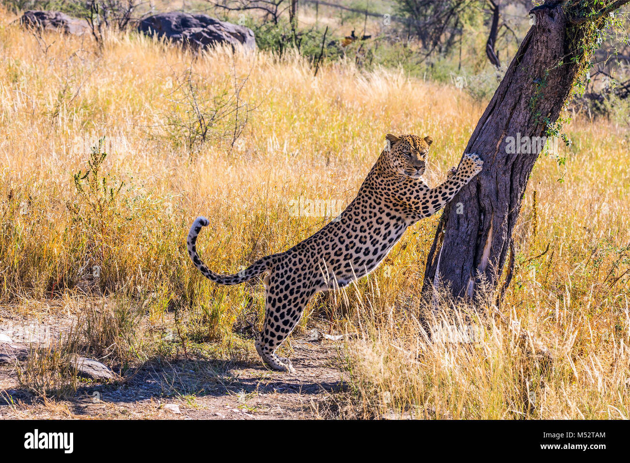 Riesige leopard schärft seine Krallen am Baum Stockfoto