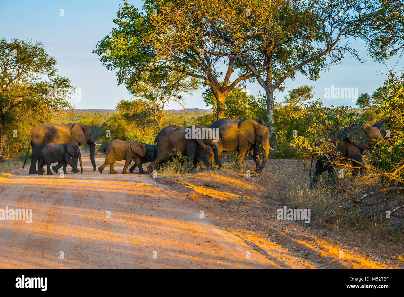 Herde von Elefanten wird eine Dirt Road Stockfoto