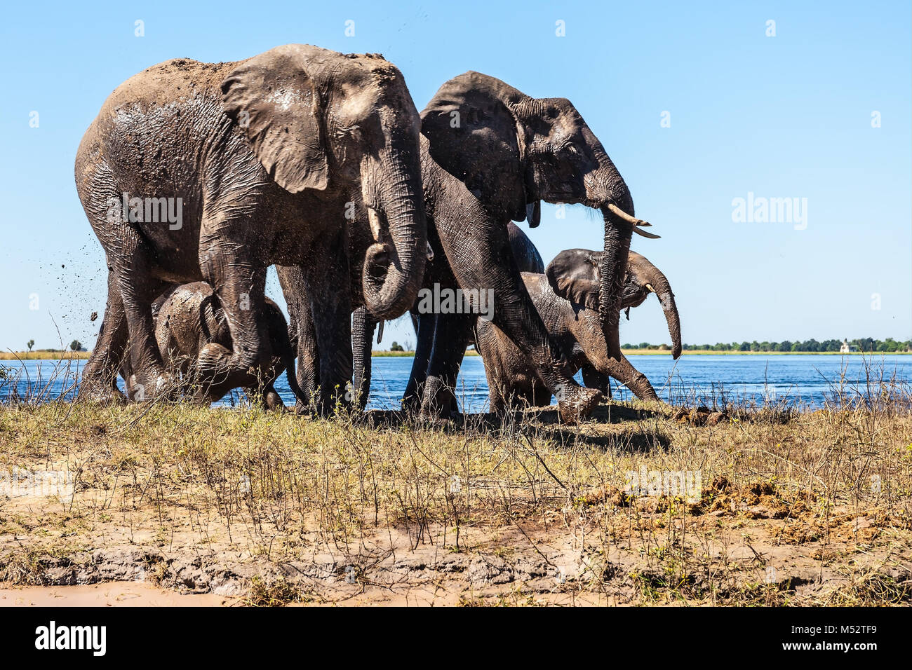 Familie der Elefanten mit zwei Kälber Stockfoto