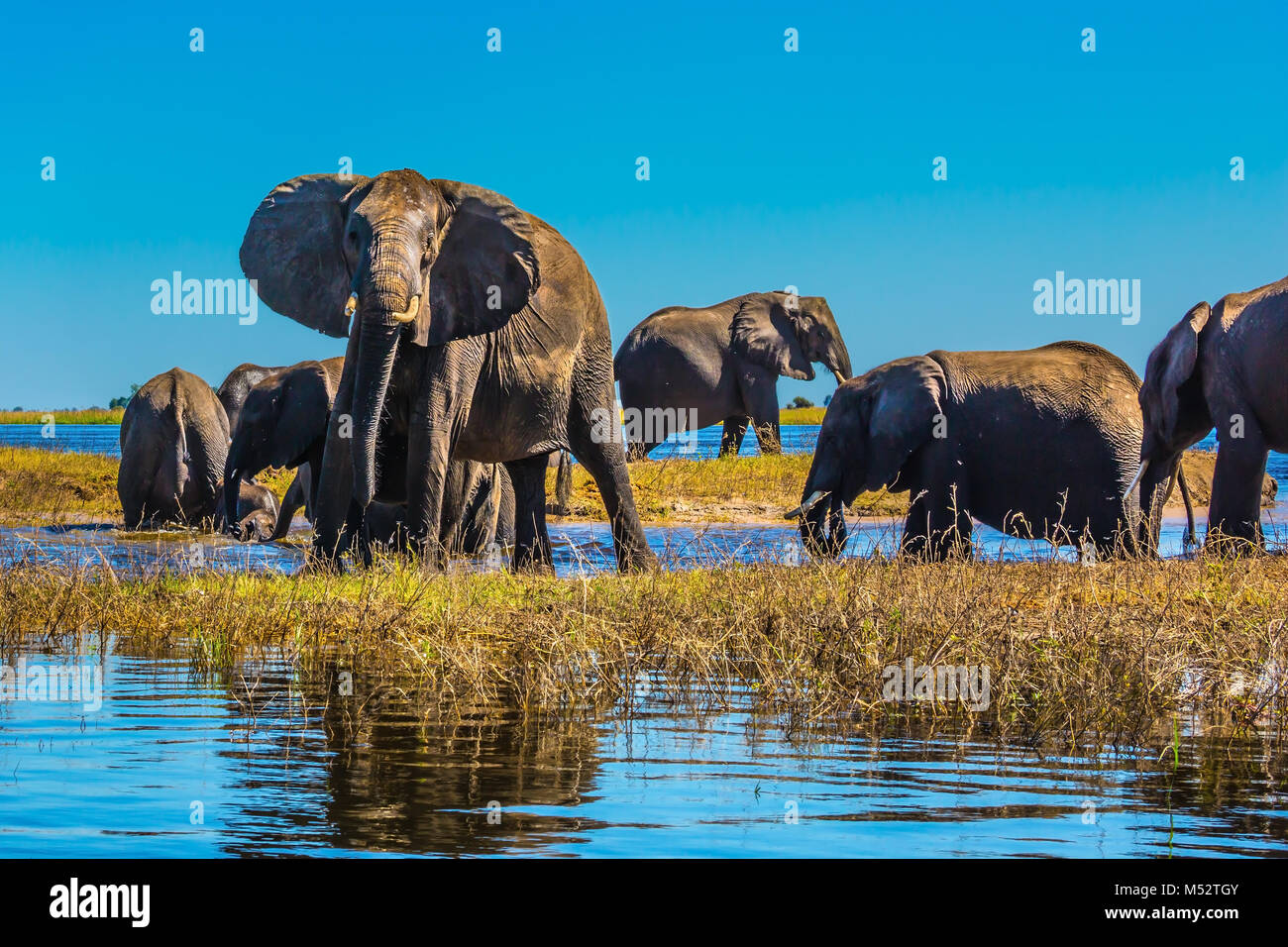 Elefanten mit Kälbern zum Trinken kommen Stockfoto