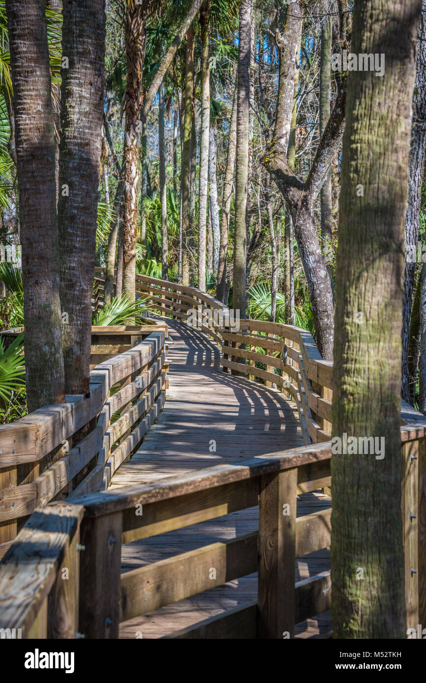 Boardwalk durch Sabal Palmen entlang der blauen Feder Einlass aus dem St. Johns River Blue Spring State Park in Orange City, Florida. Stockfoto