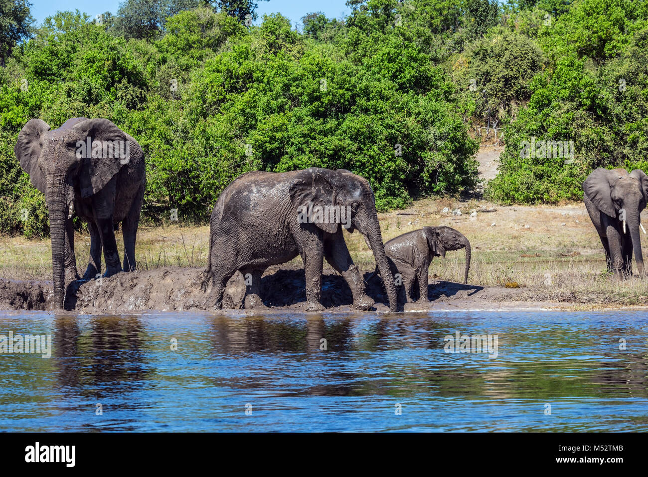 Familie der Elefanten mit Kälbern Stockfoto