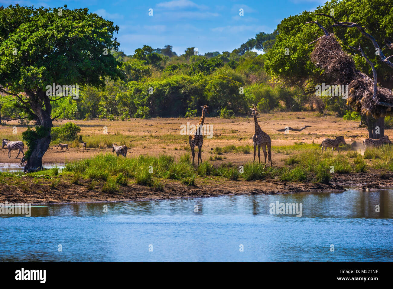 Zwei Giraffen Stockfoto