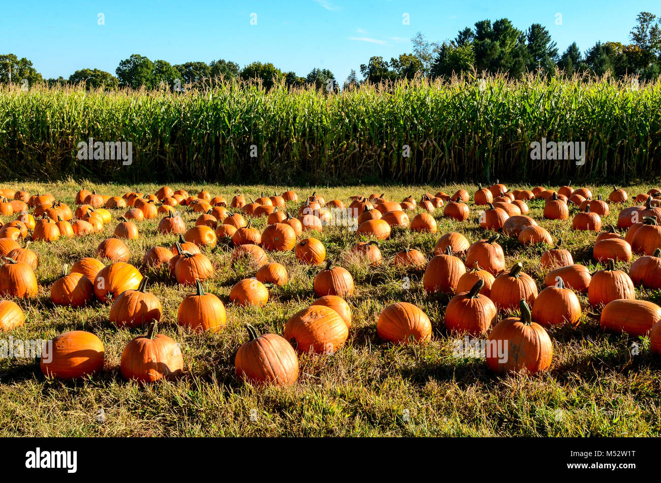 Pumpkin Patch vor Feld von Mais. Stockfoto
