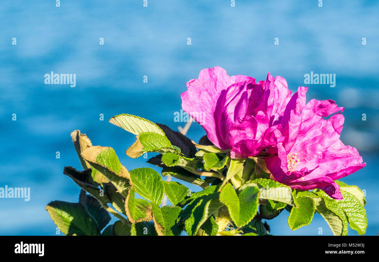 Pink Beach Rose (Rosa rugosa gegen ocean Hintergrund). Stockfoto