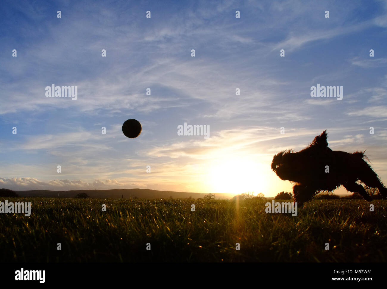 Kleiner Hund läuft nach einem Tennisball Stockfoto