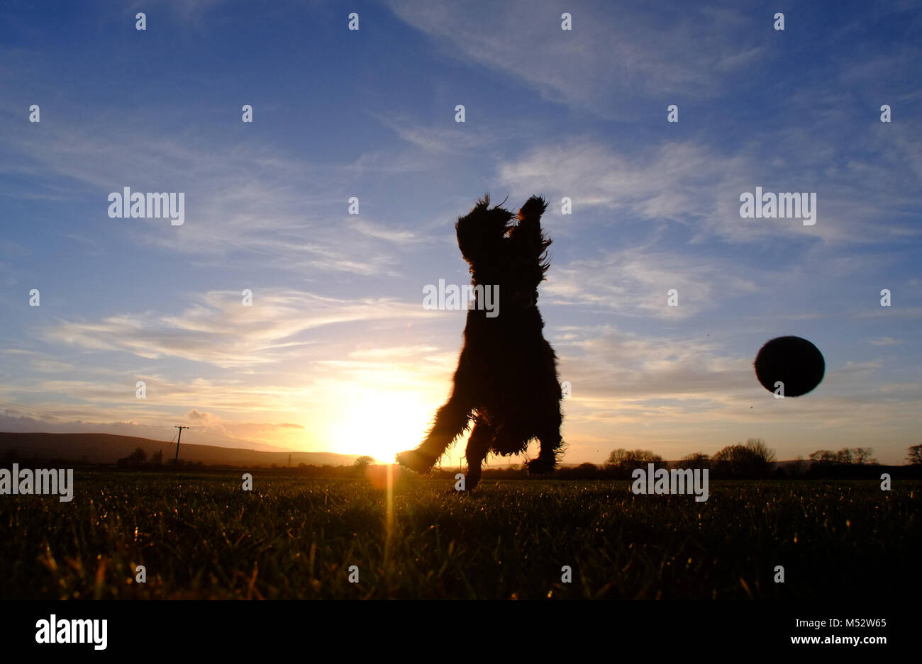 Kleiner Hund läuft nach einem Tennisball Stockfoto
