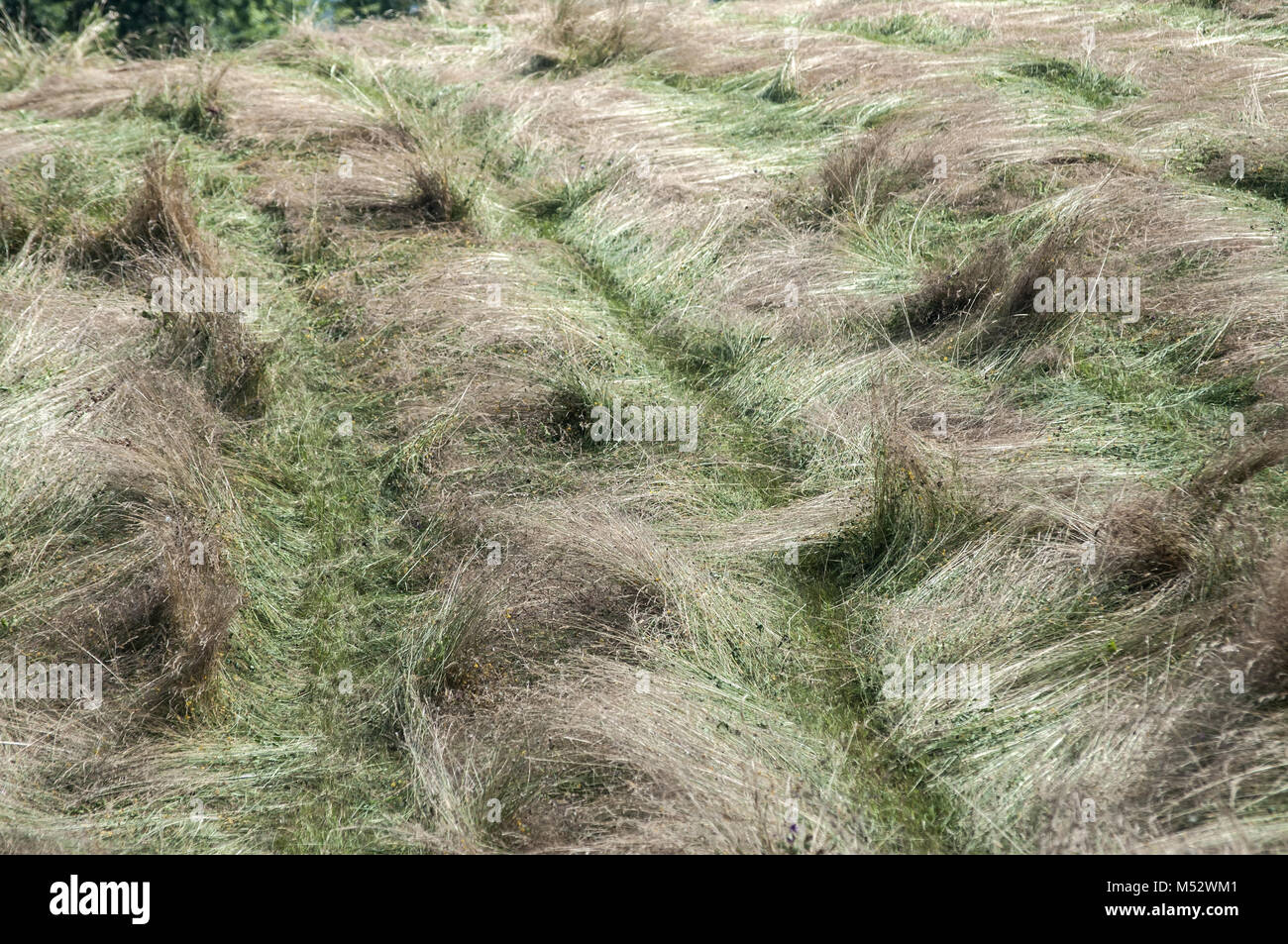 Frisch gemähtes Heu trocknen in Zeilen Stockfoto