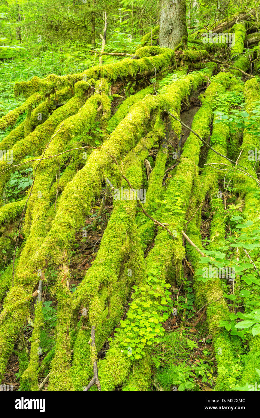 Moos bedeckt Filialen auf einen umgestürzten Baum im Wald Stockfoto