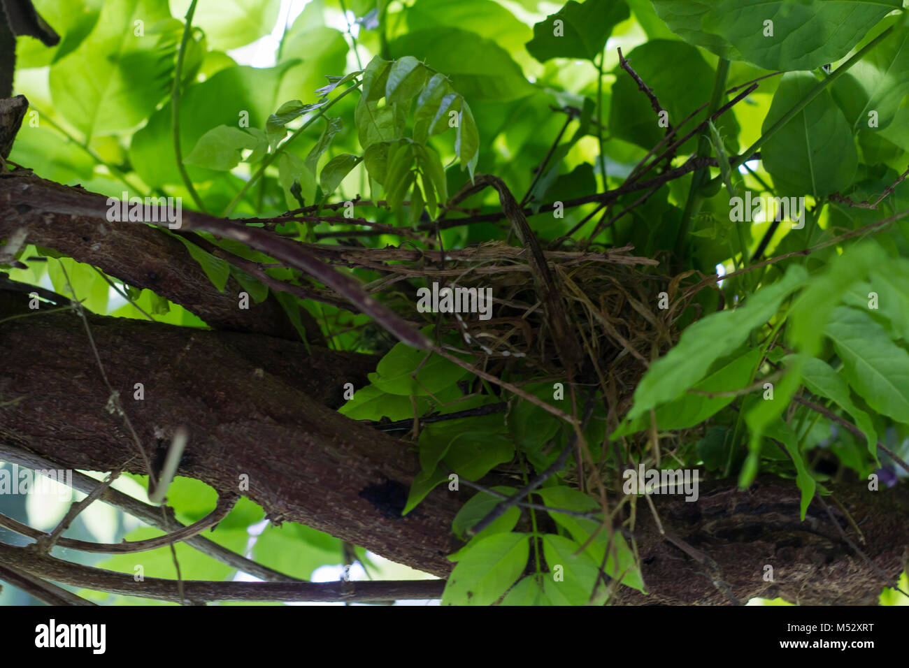 Leeres Vogelnest am Baum mit grünen Blättern bedeckt Stockfoto