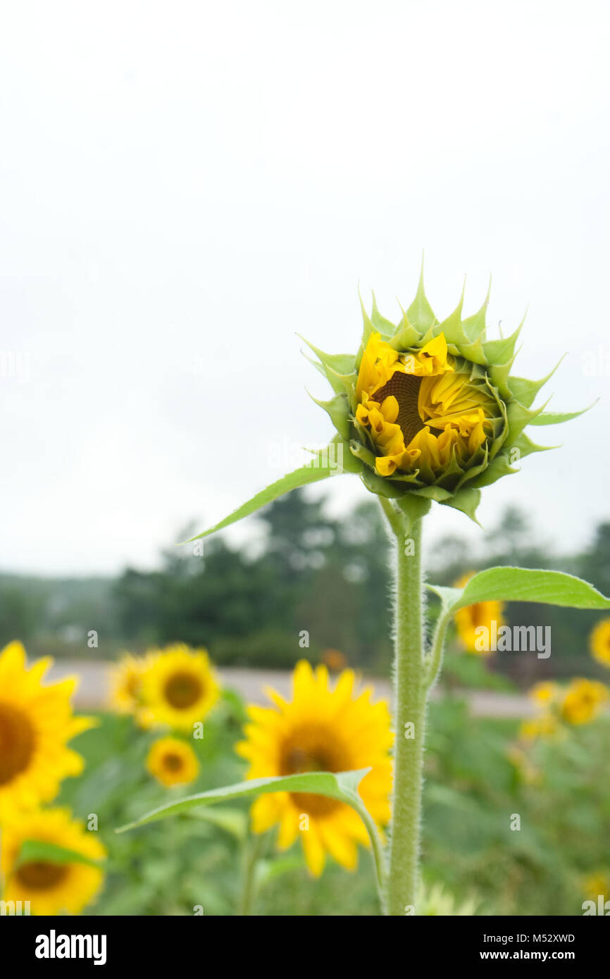 Hohe Blühende Sonnenblumen Stockfoto