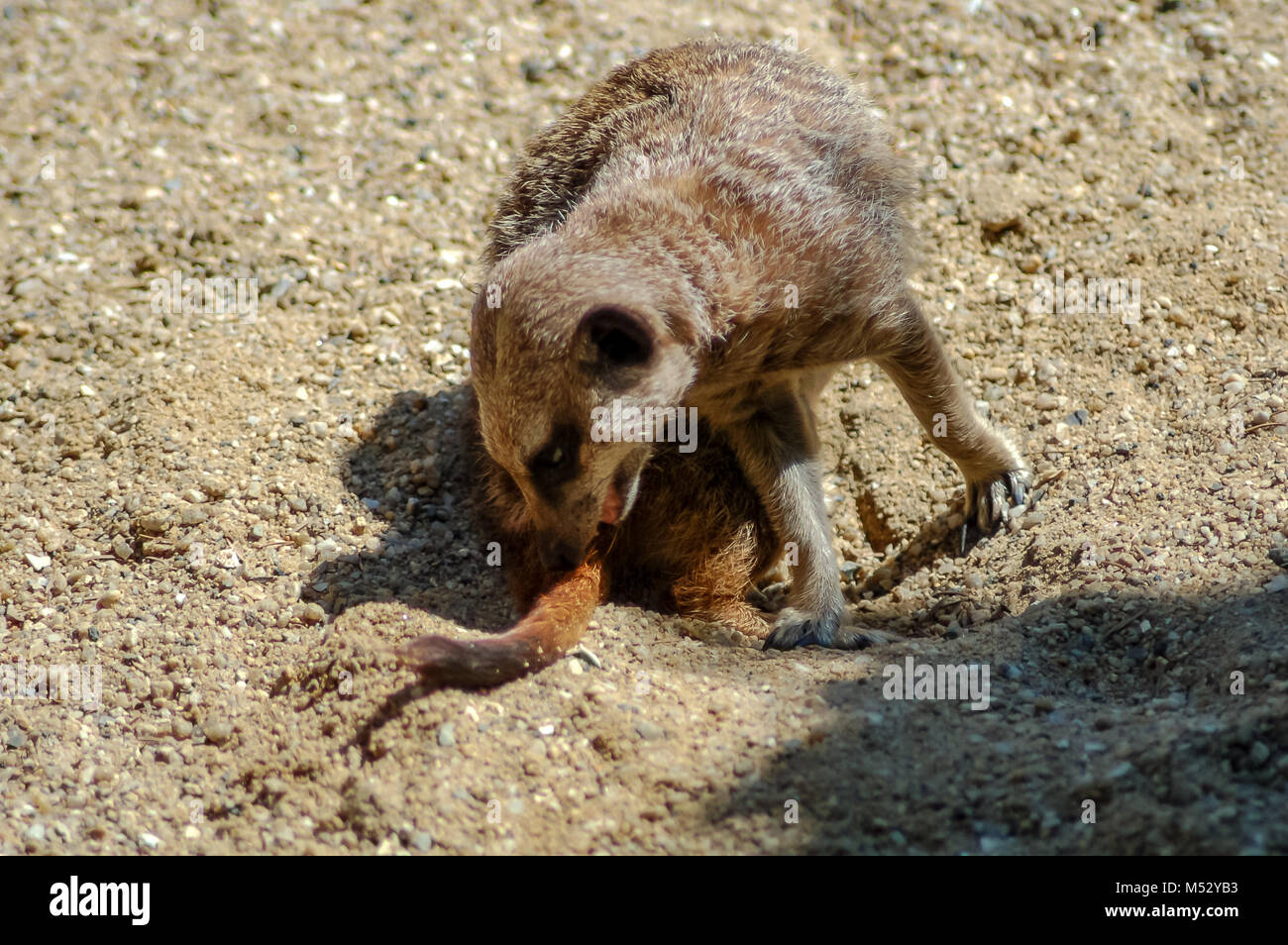 Ein erdmännchen Pflege es ist Schwanz in der Einhausung in Paignton Zoo in Devon, Großbritannien. Stockfoto