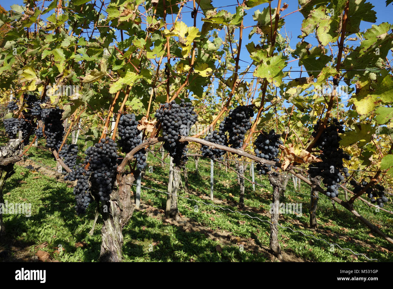 Vitis vinifera Cabernet Sauvignon, Weinberg Stockfoto