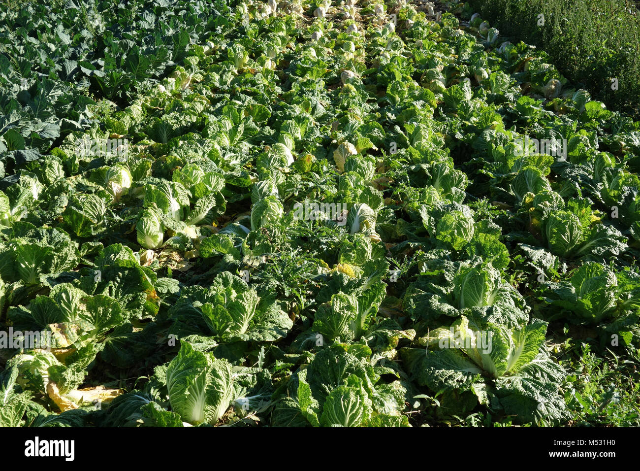 Brassica pekinensis, nappa Kohl Stockfoto