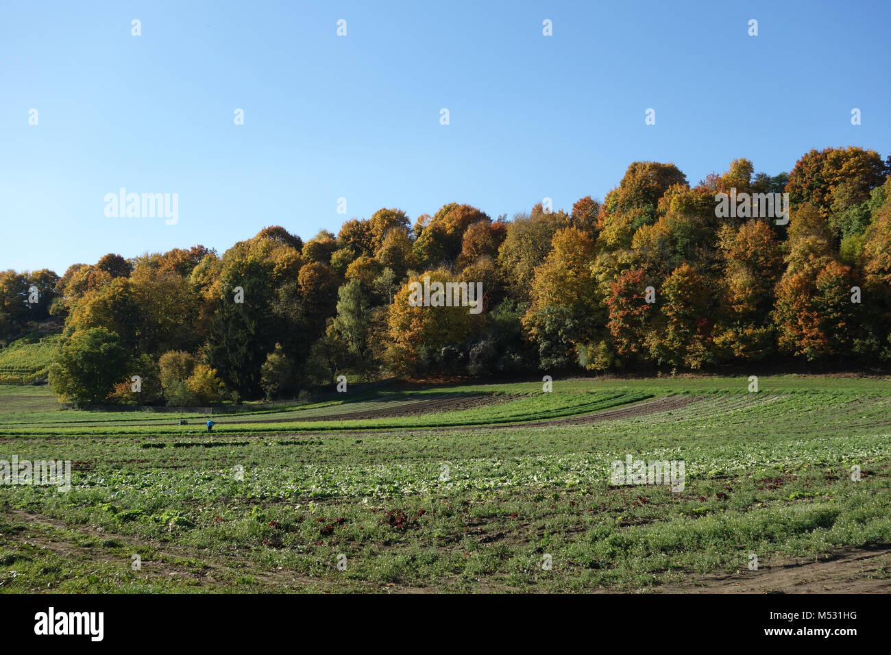 Mischwald im Herbst Stockfoto