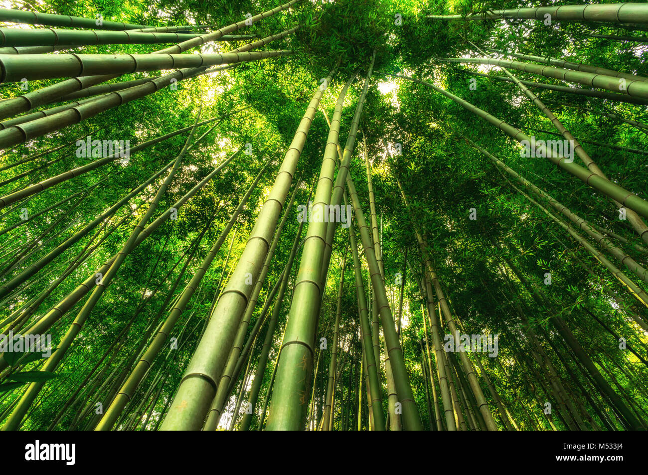 Bambus Wald im damyang Stockfoto