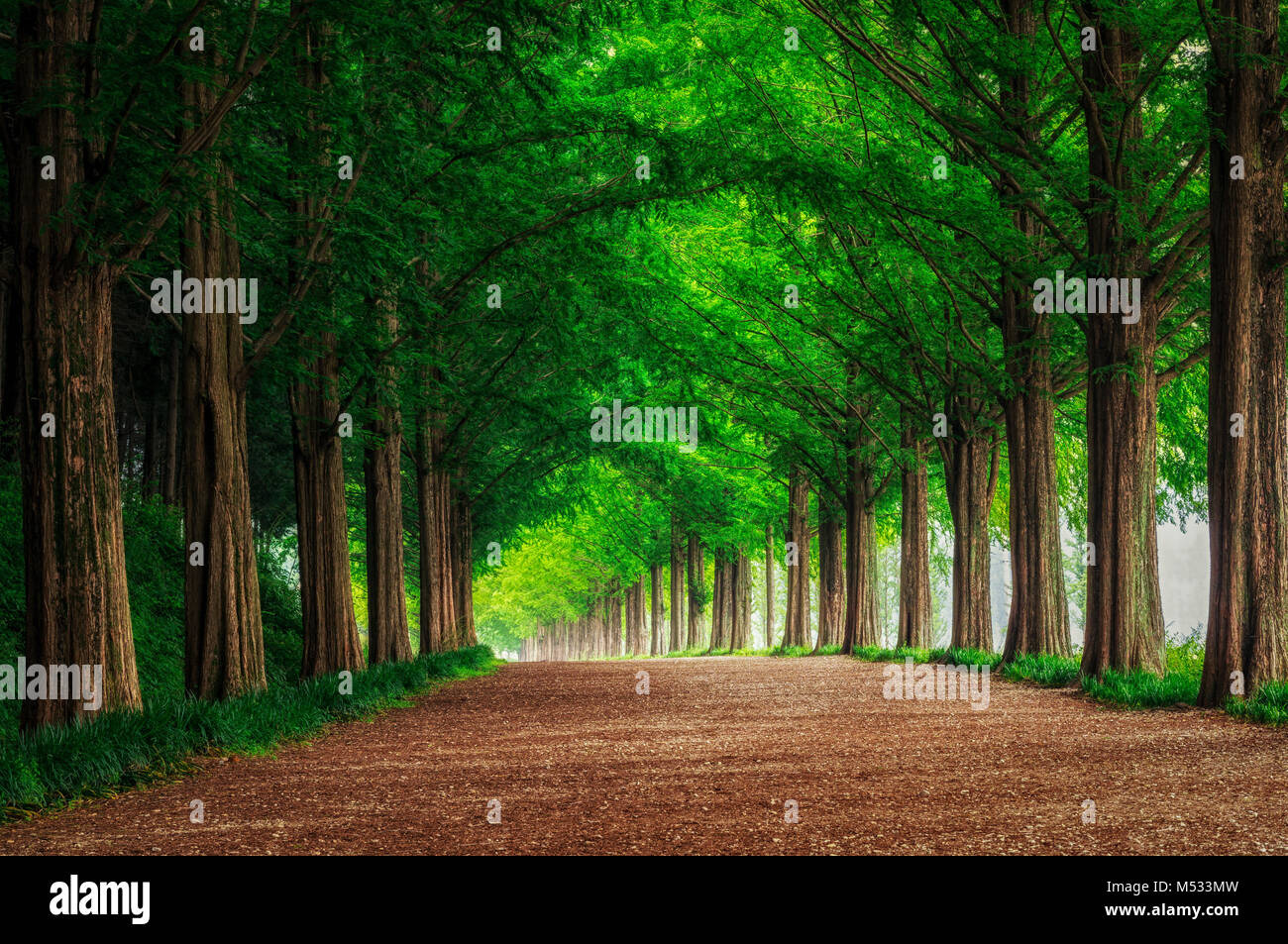 Damyang metasequoia Straße Stockfoto
