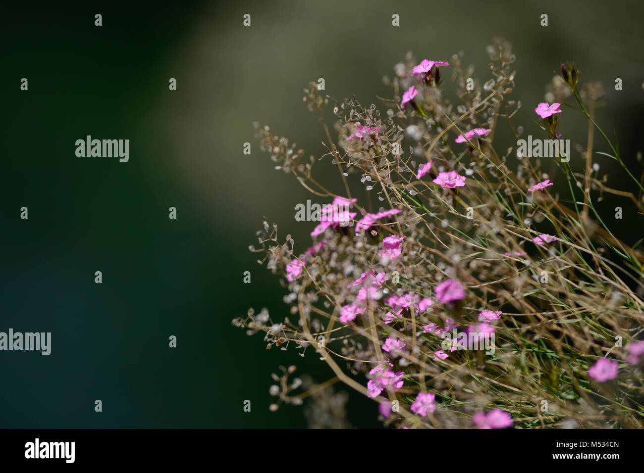 Wild lillies, Matka Canyon, Mazedonien Stockfoto
