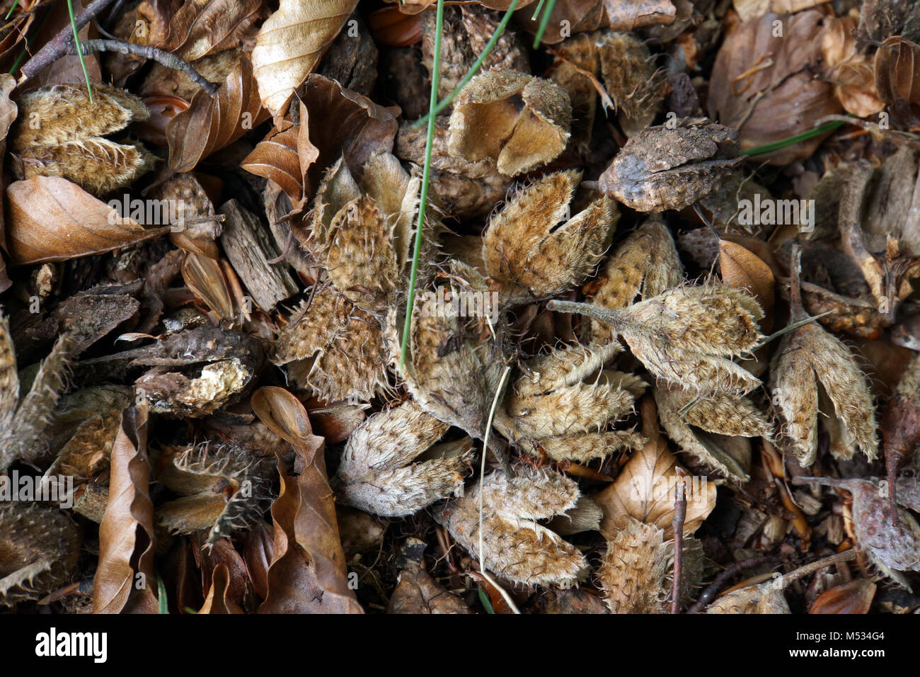 Leere Hüllen von bucheckern Stockfoto