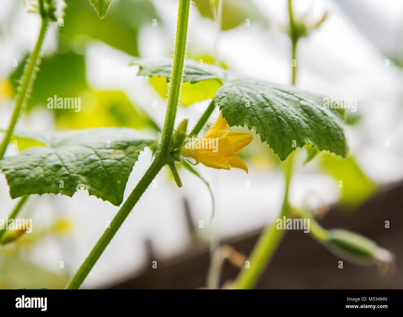 Gurke Triebe und eine gelbe Blume auf dem Bett Stockfoto