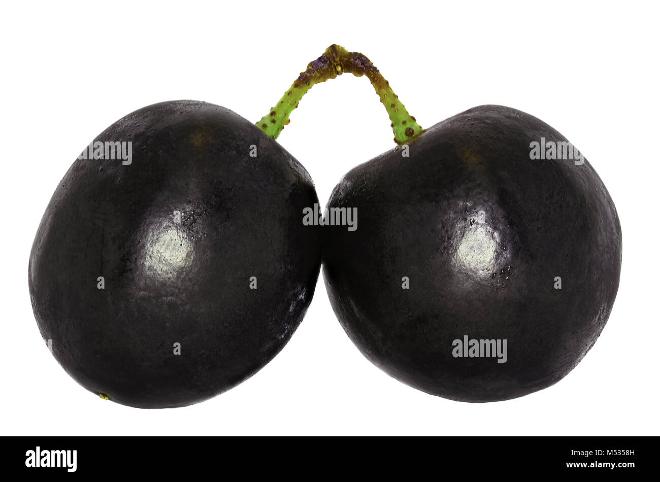 Schwarze trauben am rebstock -Fotos und -Bildmaterial in hoher