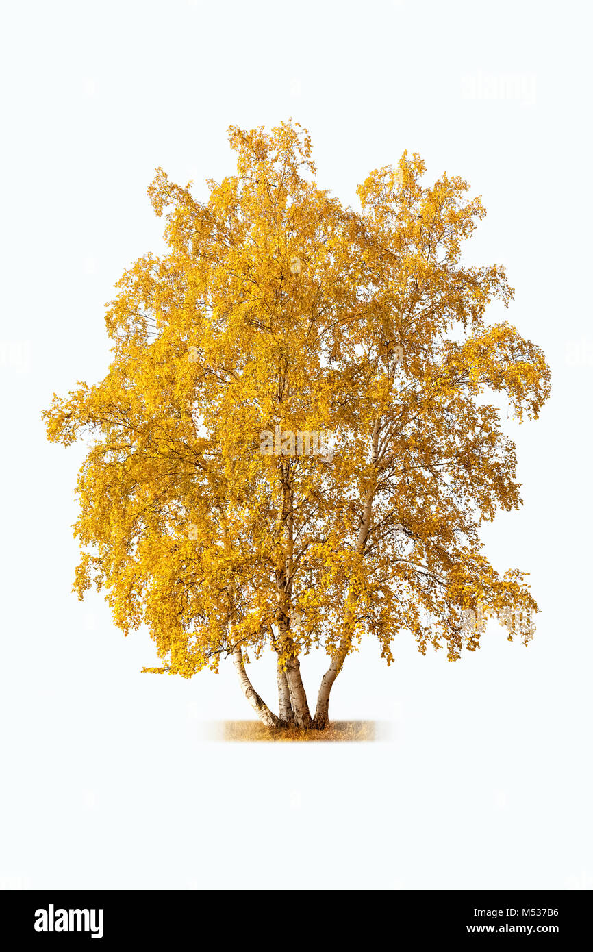 Birke im Herbst Stockfoto