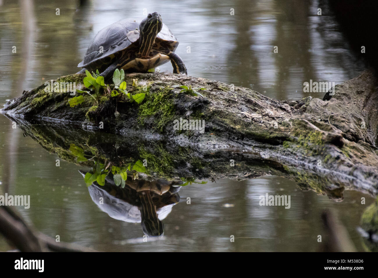 Terrapin auf Zweig mit Reflexion unter Stockfoto