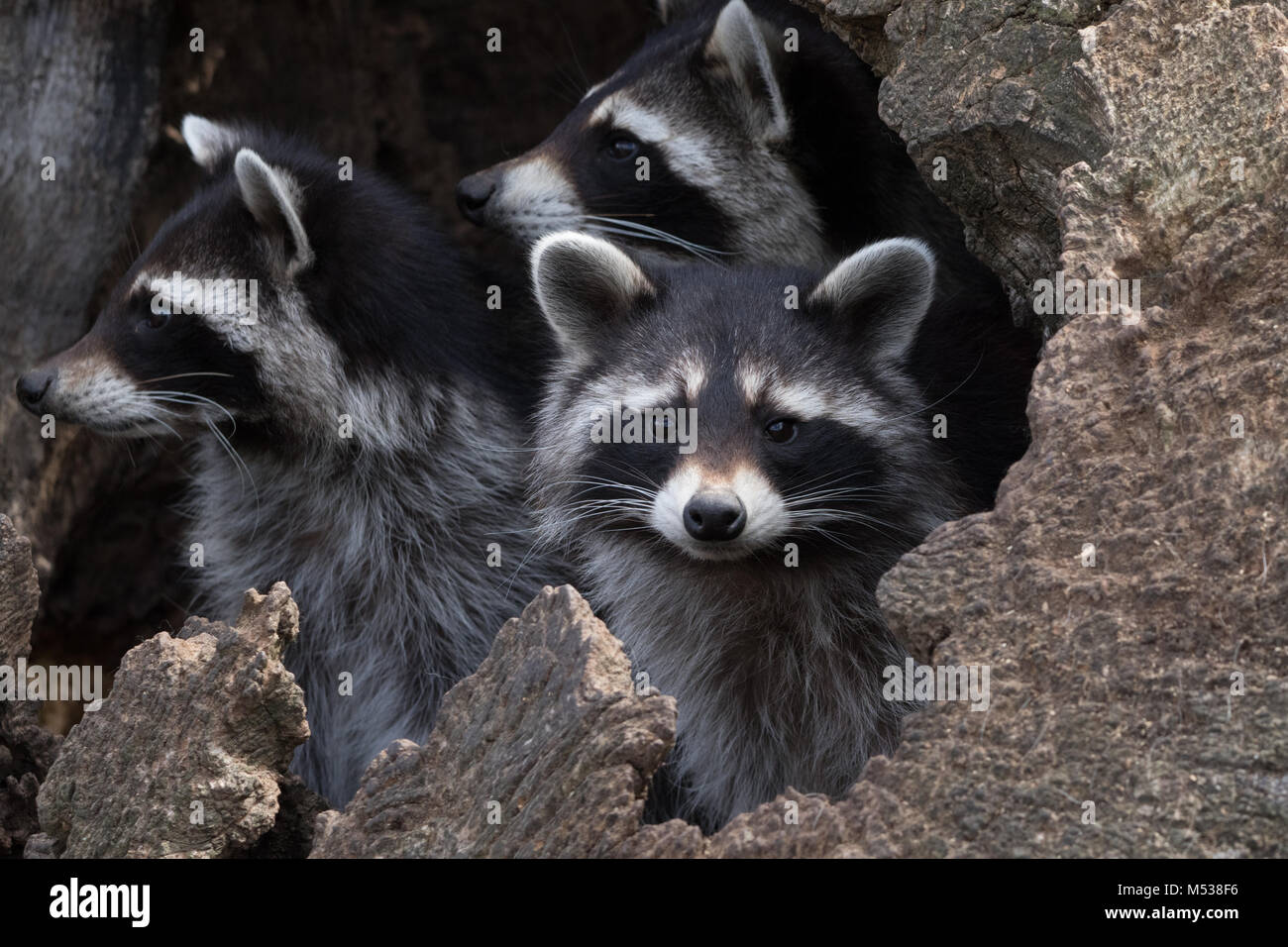 Ein Trio von Waschbären in einem hohlen Baum Stockfoto