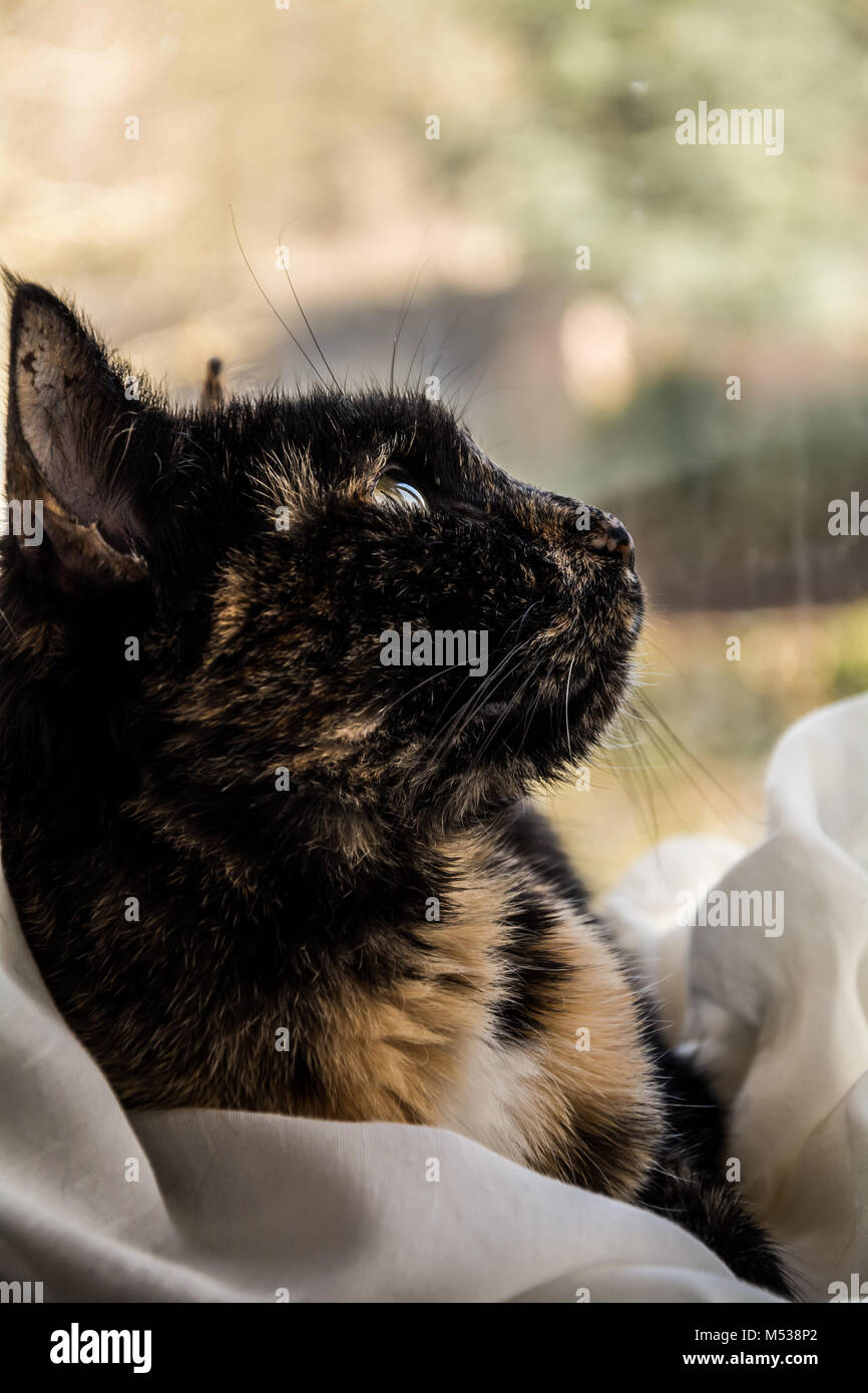 Porträt einer Katze - Schildpatt/Siam kreuz Rasse. Stockfoto