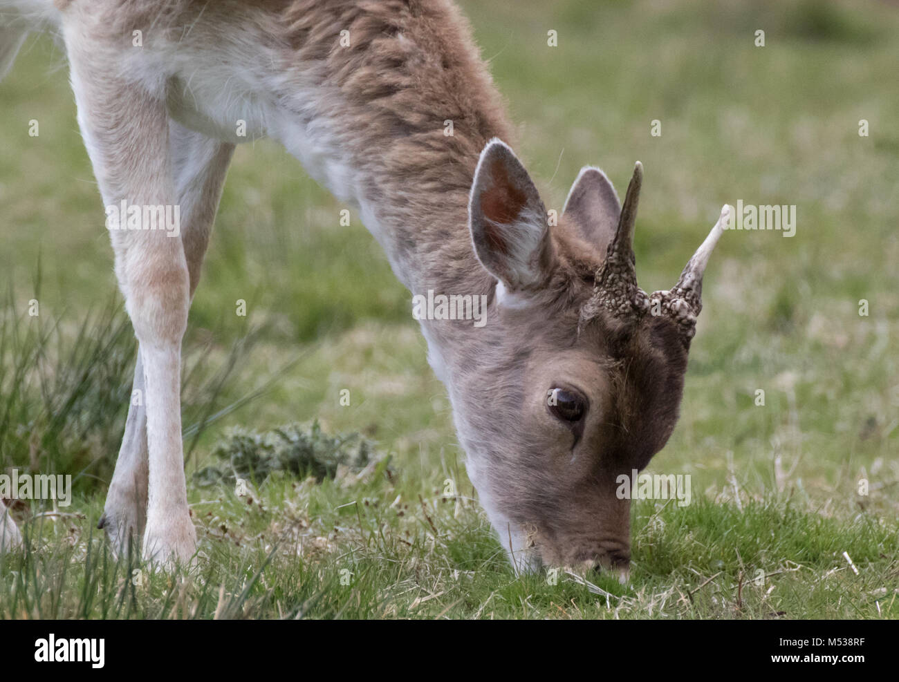 Ein junges Damwild Hirsch Weiden. in Bradgate Park, Großbritannien Stockfoto