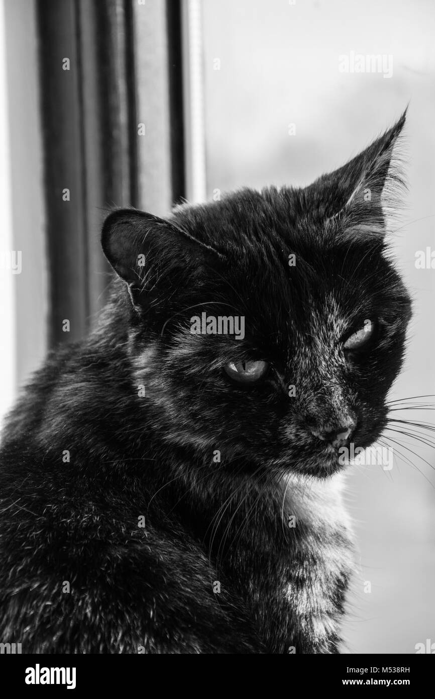 Porträt einer Katze - Schildpatt/Siam kreuz Rasse. Stockfoto