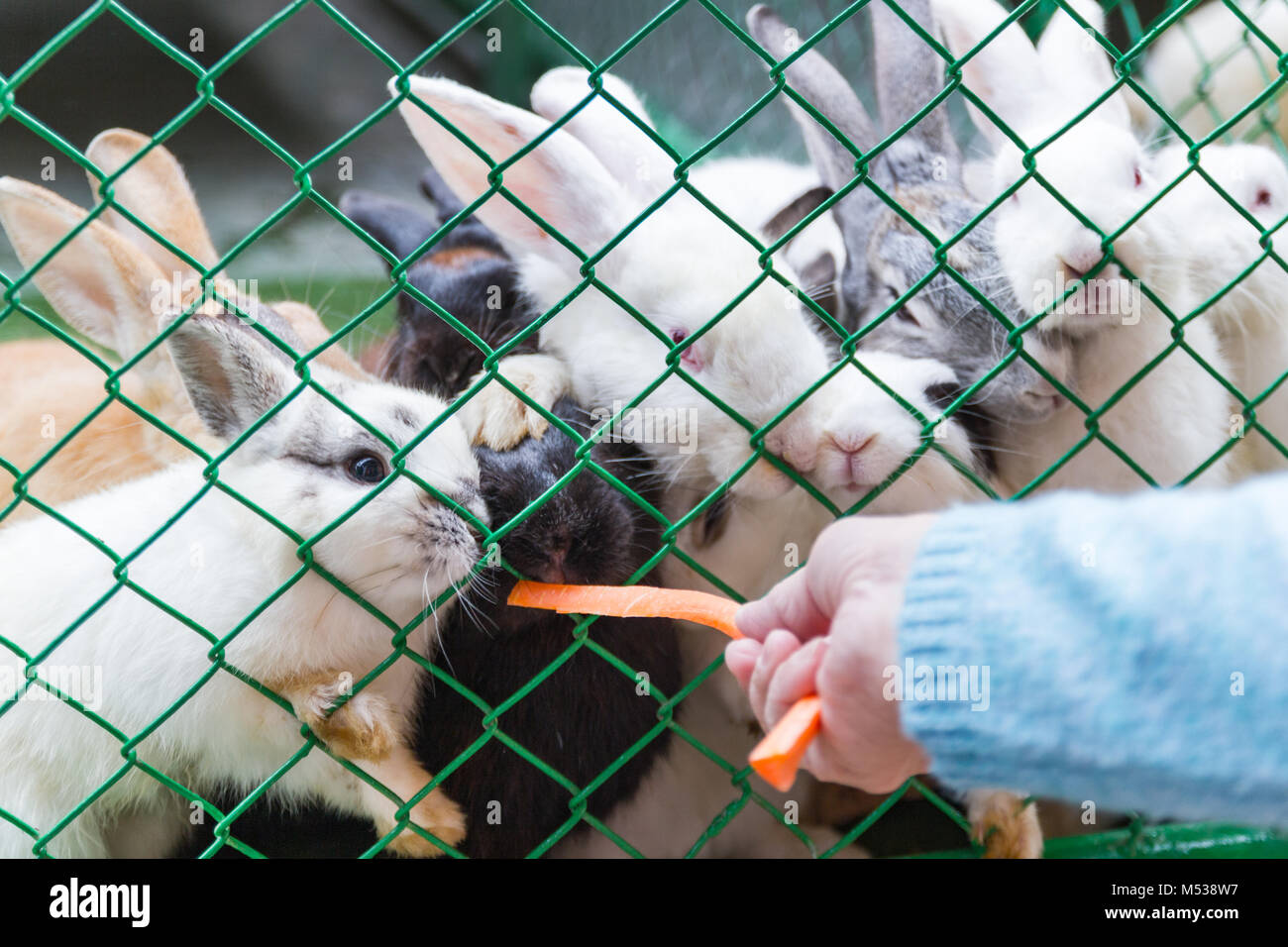 Hand woman holding Fütterung Kaninchen mit einer Möhre in der grünen Käfig. Stockfoto