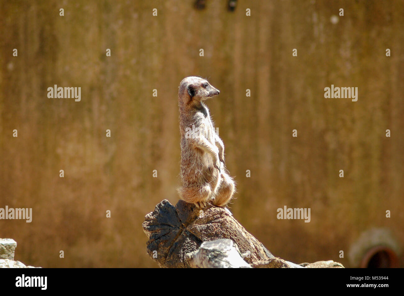 Ein Erdmännchen aufmerksam und auf Watch in Paignton Zoo in Devon, Großbritannien Stockfoto