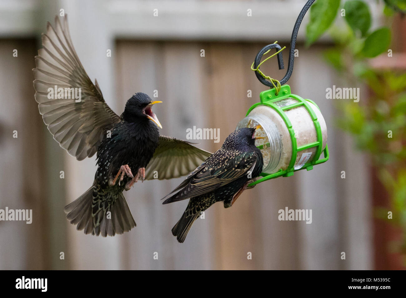 Stare kämpft über Lebensmittel in Mitte flgiht Stockfoto