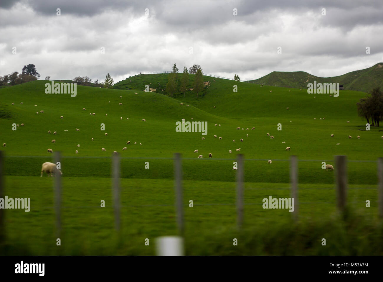 Grüne Wiesen mit weidenden Schafe in einer wunderschönen Neuseeland Landschaft Stockfoto