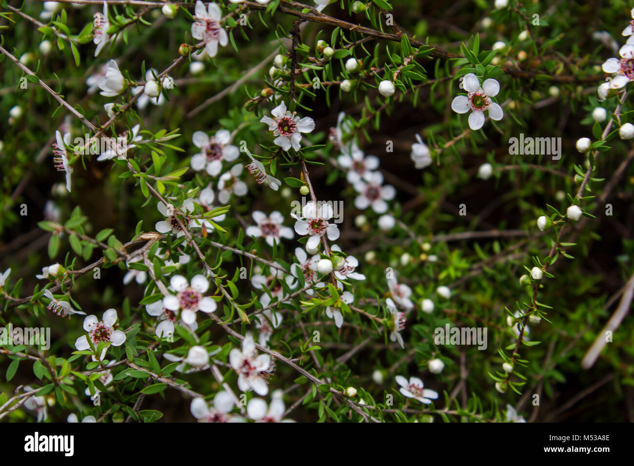 Manuka Honig Baum Blume Stockfoto