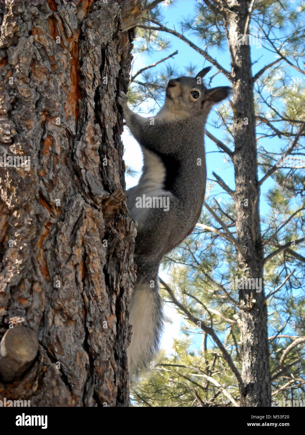 Grand Canyon National Park South Rim-Abert die Eichhörnchen. Abert die Eichhörnchen sind einzigartige Säugetiere am South Rim des Grand Canyon National Park, wo es gibt genug Ponderosa Kiefern ihre ernährungsphysiologischen Bedürfnisse zu liefern. Durch ihren dunklen grauen Rücken mit einer rot-braunen Flecken, weiße Bäuche identifiziert, und lange flauschigen weißen Schwänze Die meisten destinctive Funktion von abert die Eichhörnchen sind ihre großen getuftete Ohren. Eichhörnchen Abert der Feed auf die Kegel, Knospen und Zweige der Ponderosa Pinien sowie Pilz und Baum sap. Mit offensichtlich keine Höhenangst, können sie oft hoch in den Bäumen von HASTEN gesehen werden. Stockfoto