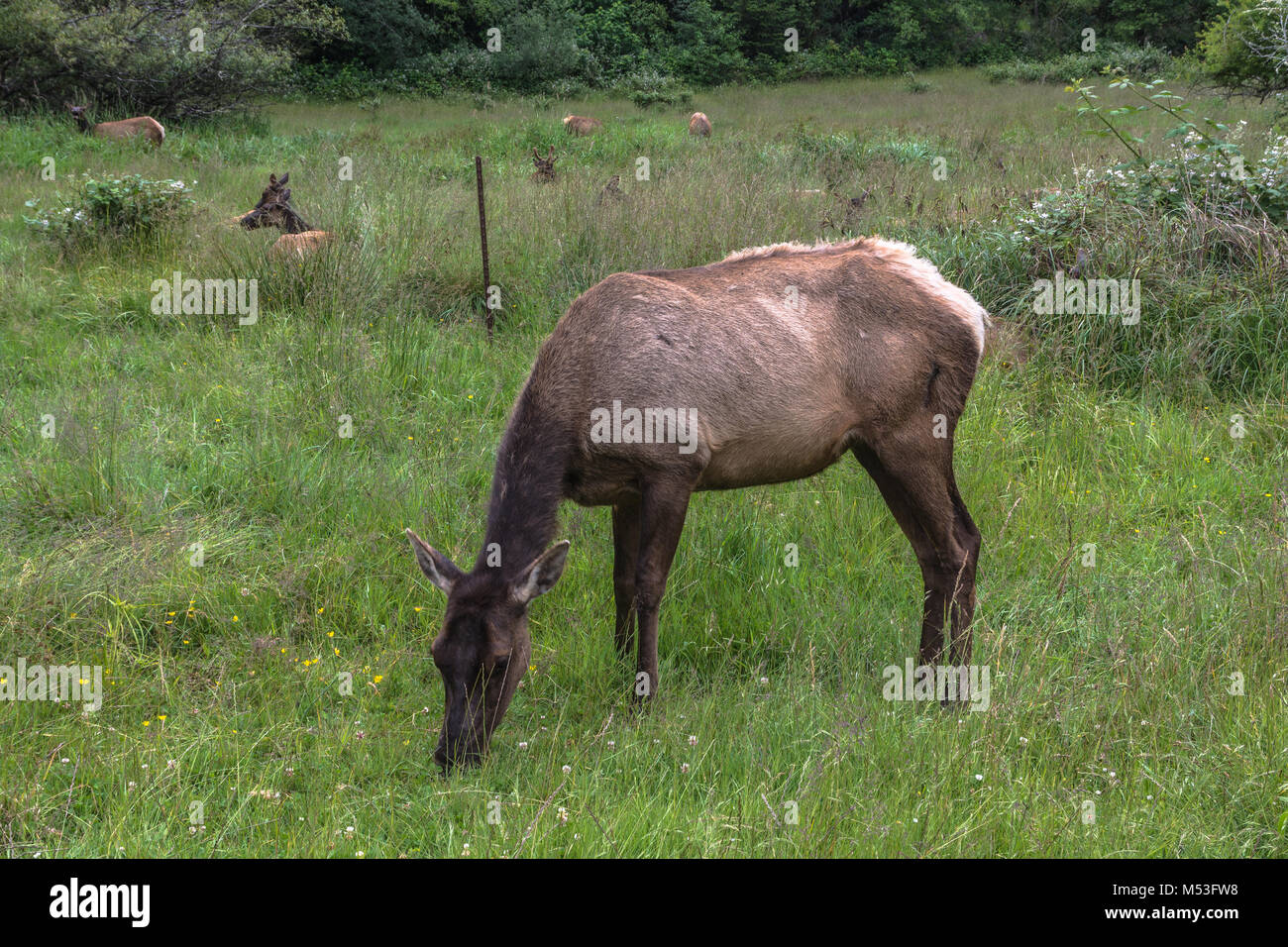 Ansicht einer Rehe grasen in einer Wiese in der Nähe von Brookings, Oregon Stockfoto