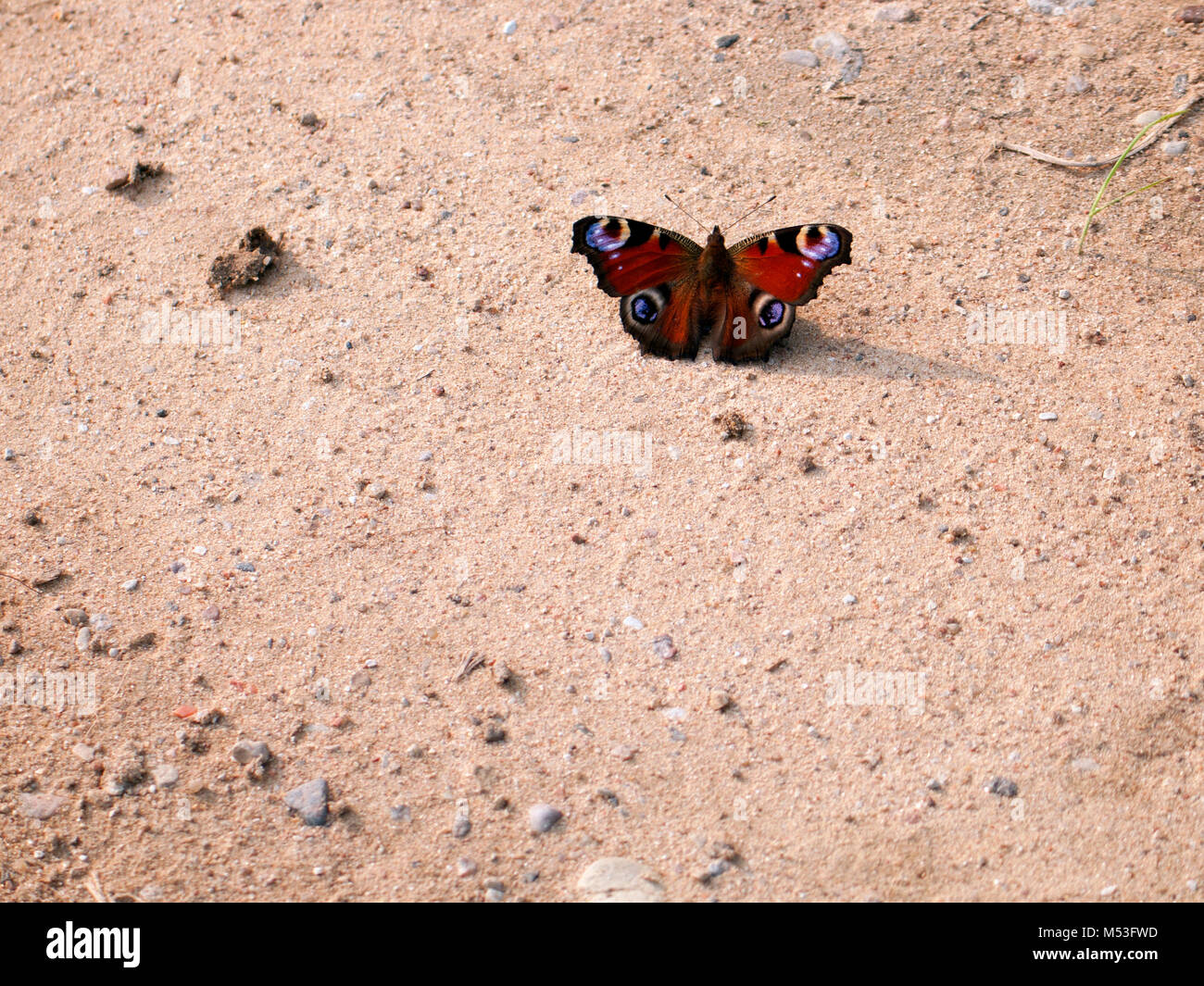 Schöne farbige Schmetterling sitzt auf dem Sand mit ausgebreiteten Flügeln Stockfoto