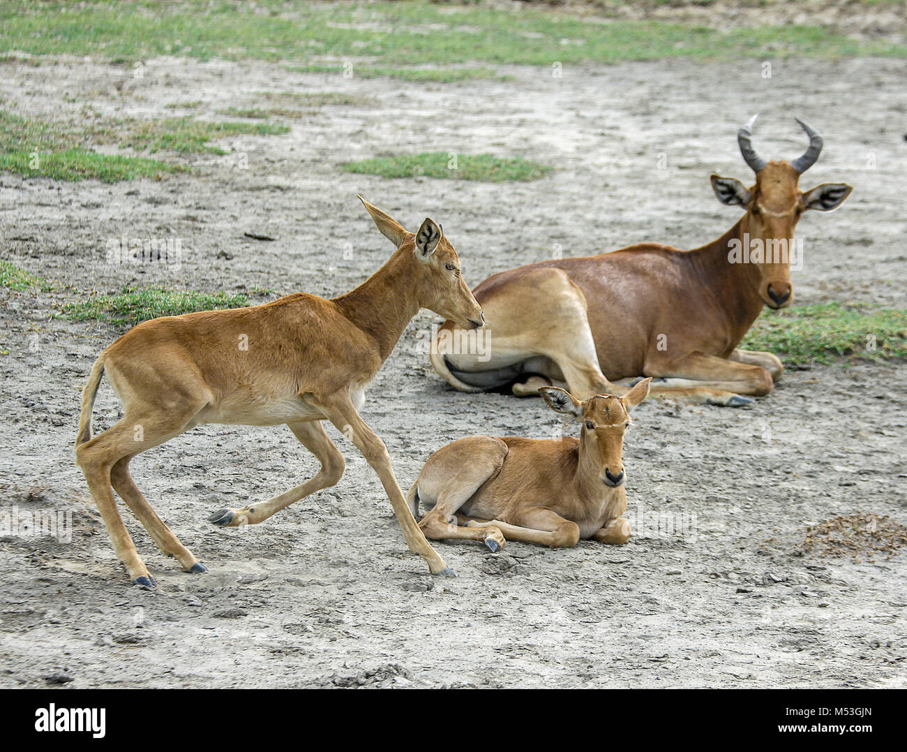 Des Koks Hartebeest (Alcelaphus buselaphus cokii) Diese Antilope steht 1,5 Meter hoch auf seiner Schulter und kann bis zu 200 kg wiegen, sie leben in offenen Fore Stockfoto